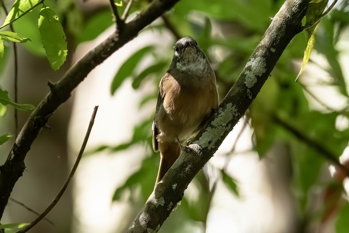 Olive Whistler - ML650681049