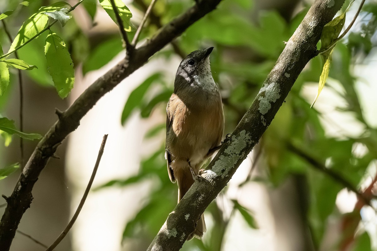 Olive Whistler - ML650681050