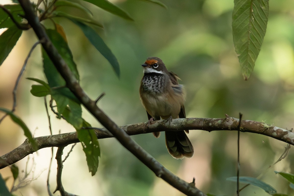 Australian Rufous Fantail - ML650681063