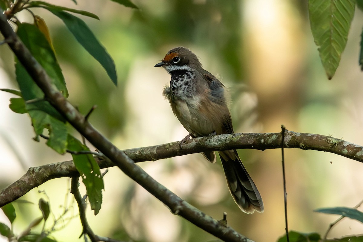 Australian Rufous Fantail - ML650681064