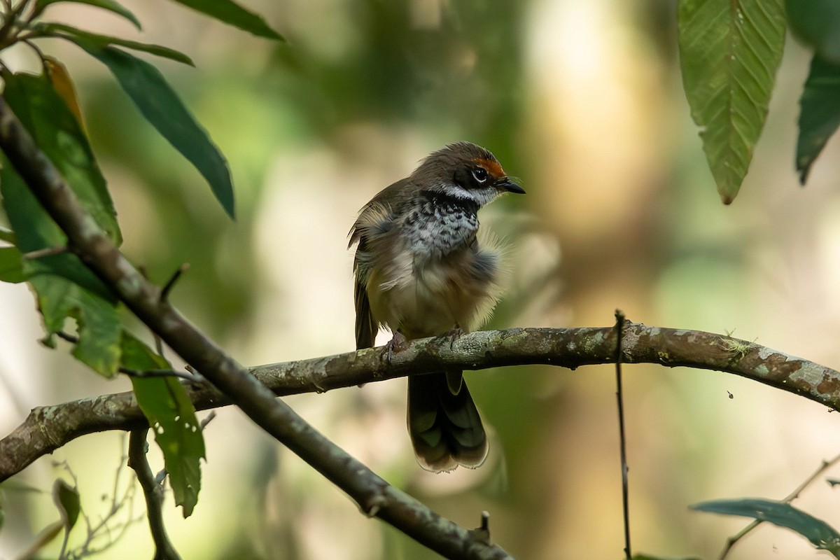 Australian Rufous Fantail - ML650681065
