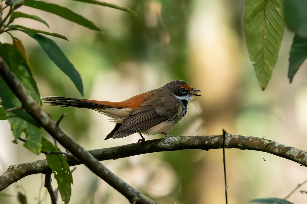 Australian Rufous Fantail - ML650681066