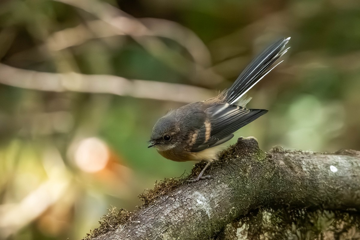 Gray Fantail (alisteri) - ML650681073