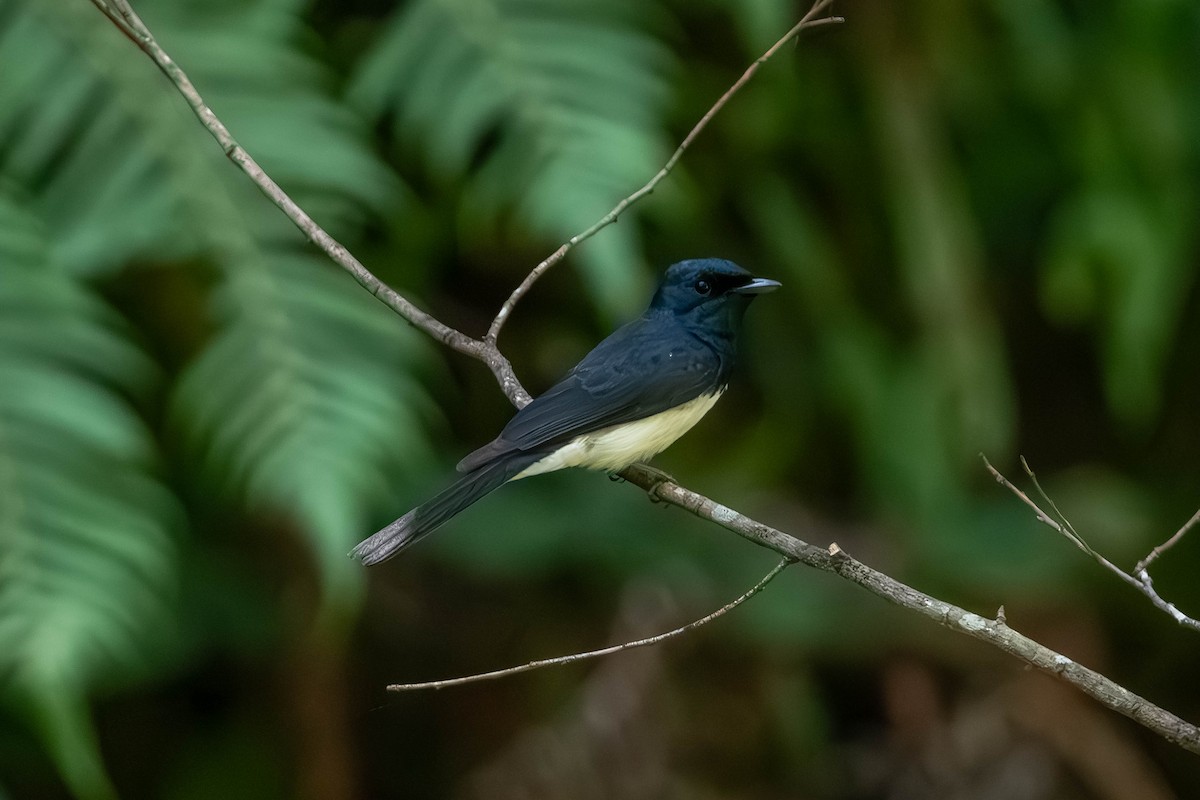 Satin Flycatcher - ML650681077