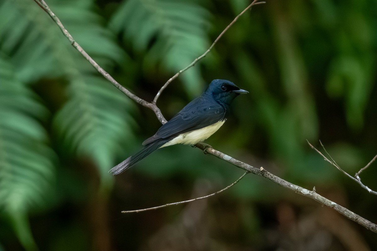Satin Flycatcher - ML650681078