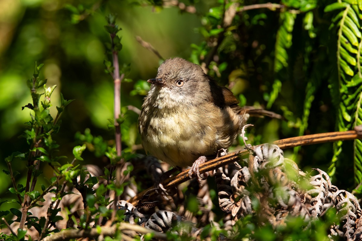 White-browed Scrubwren - ML650681089