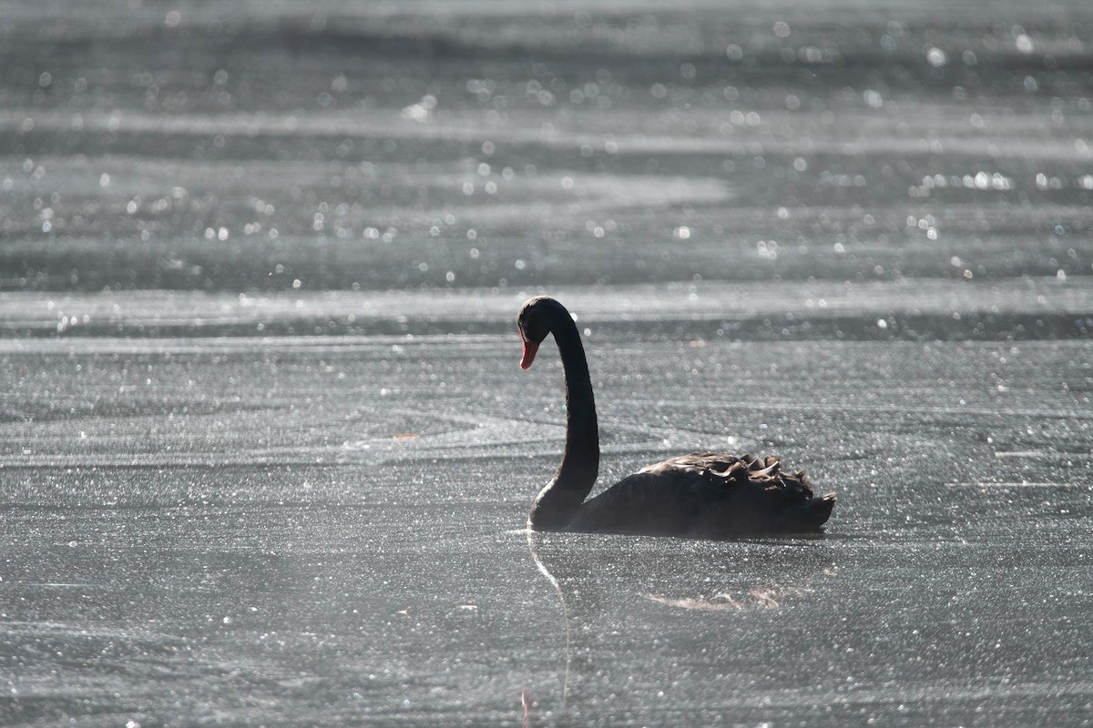 labuť černá - ML650681099