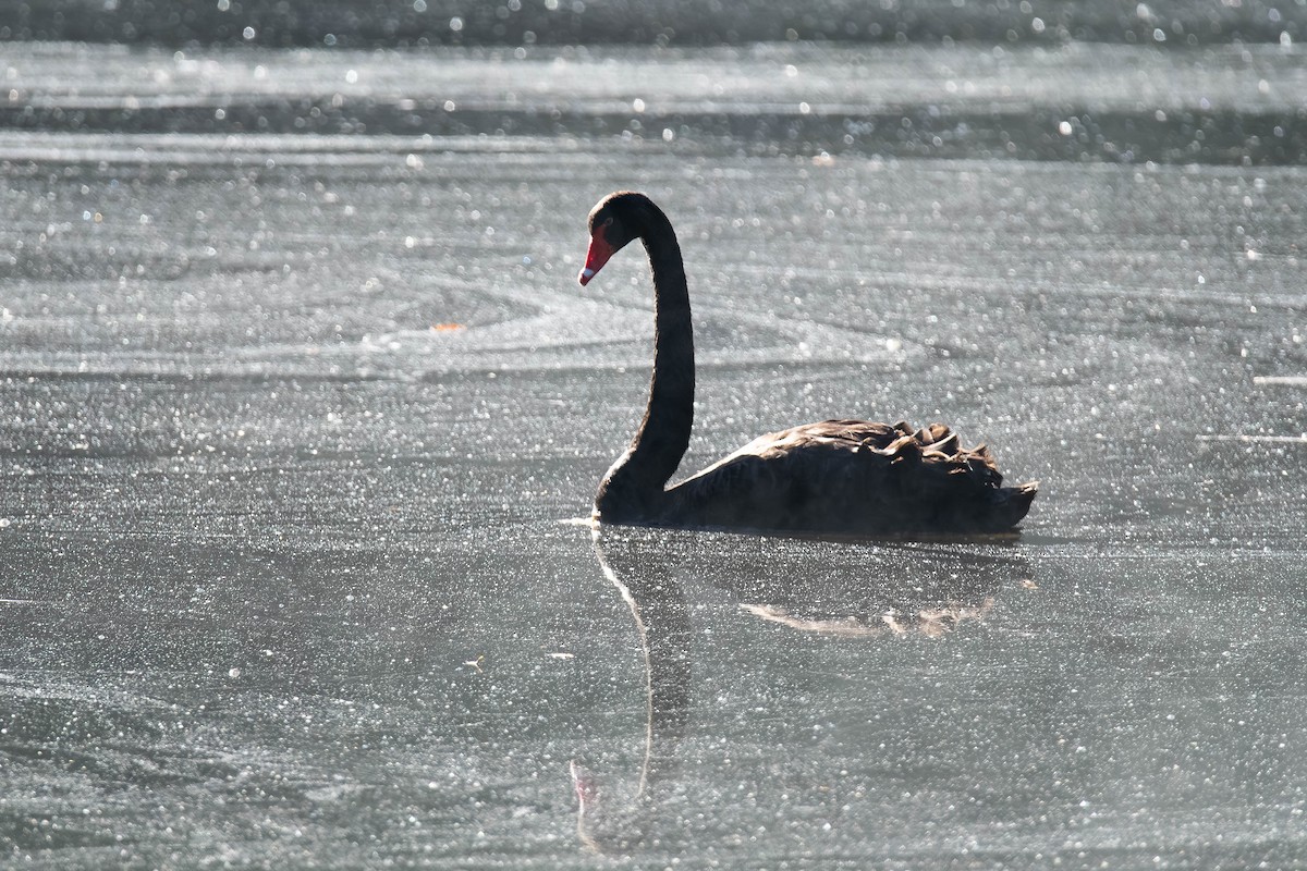 labuť černá - ML650681100