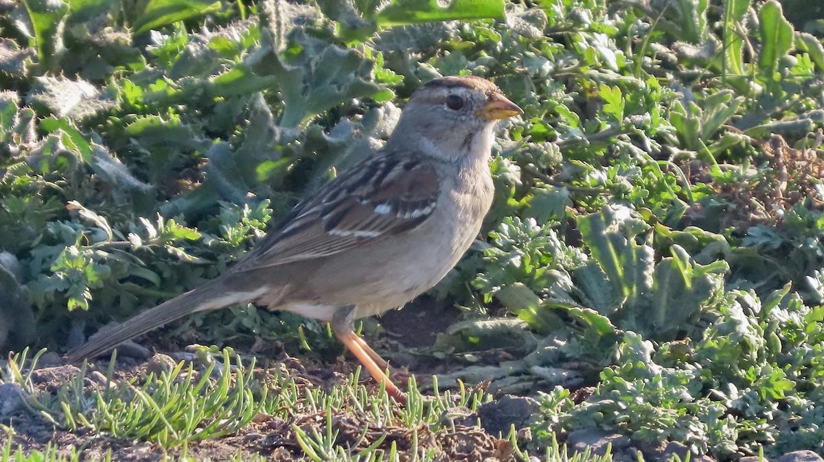 White-crowned Sparrow - ML650681918