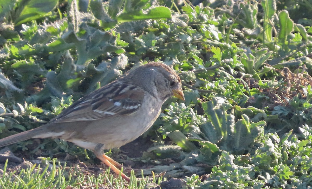White-crowned Sparrow - ML650681919