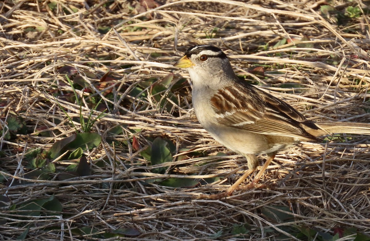 White-crowned Sparrow - ML650681921