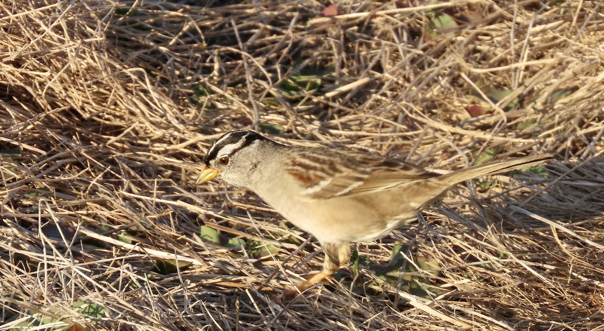 White-crowned Sparrow - ML650681922
