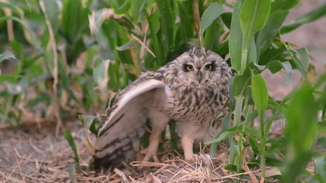 Short-eared Owl - ML650681983