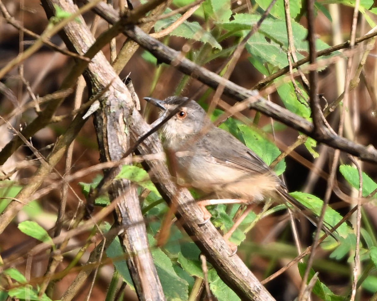 Tawny-flanked Prinia - ML650682060