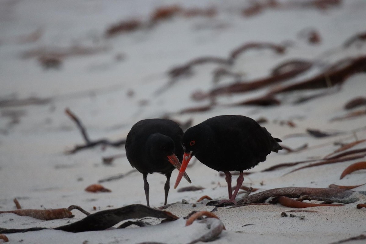 Variable Oystercatcher - ML650682258