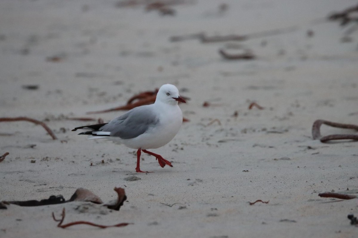 Silver Gull (Red-billed) - ML650682260