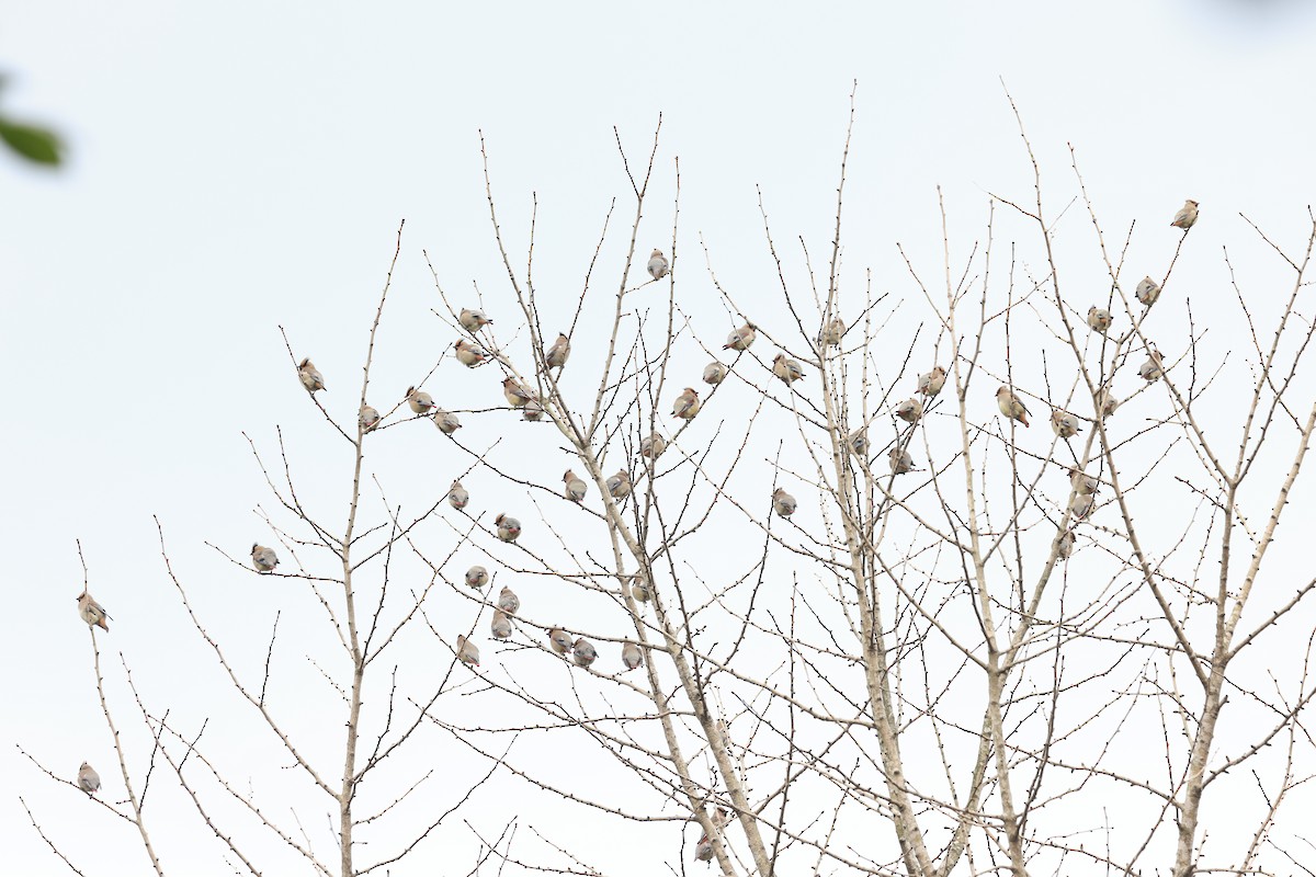 Japanese Waxwing - ML650682281