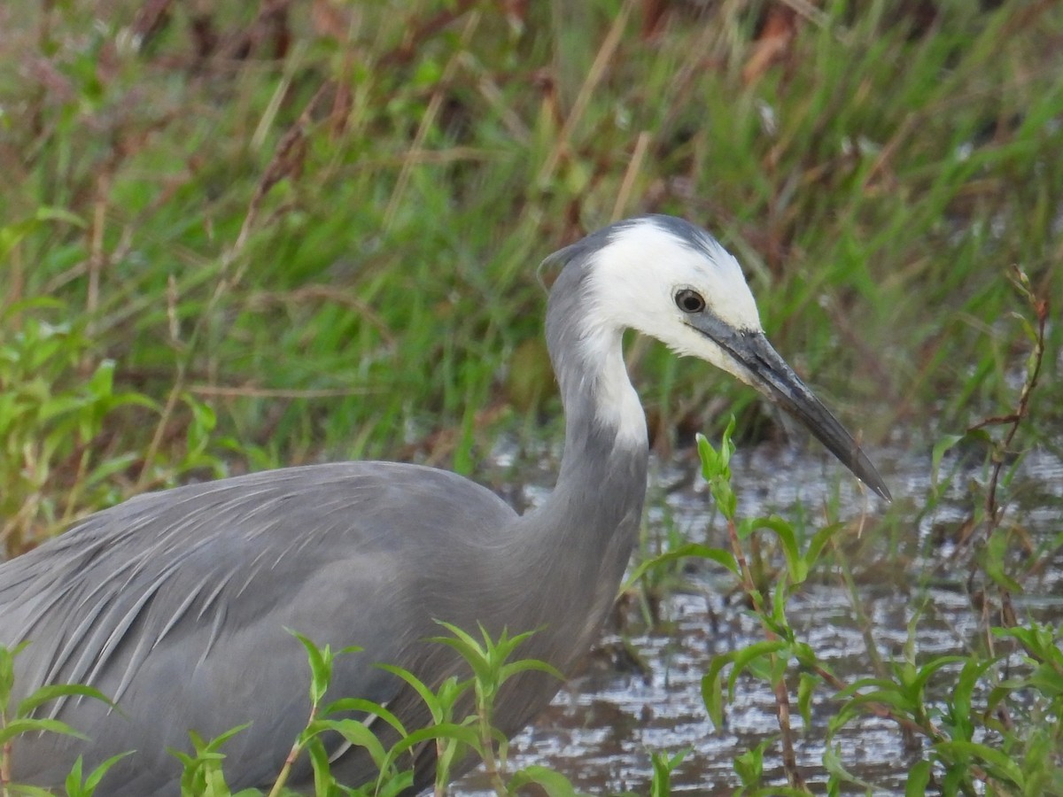 White-faced Heron - ML650682302