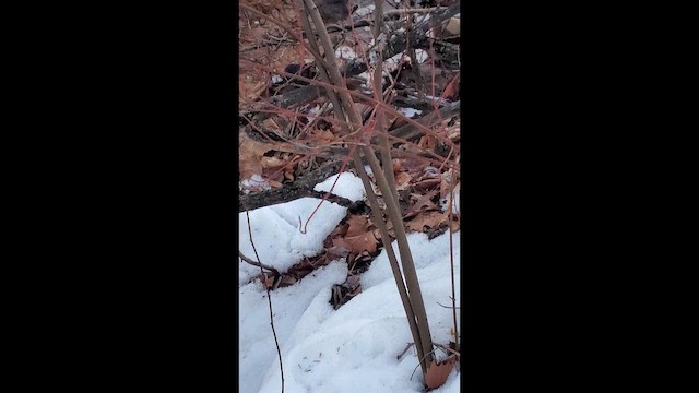 フユミソサザイ - ML650682319