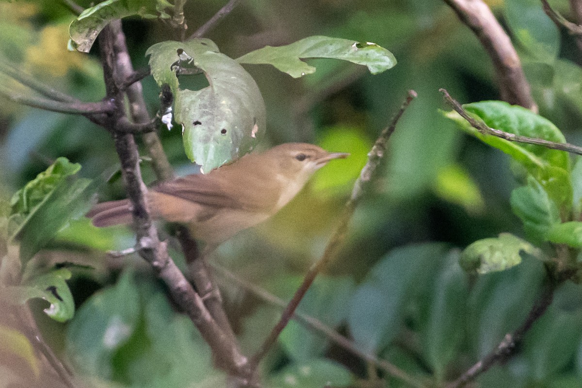 Zuhaixka-lezkaria - ML650682535