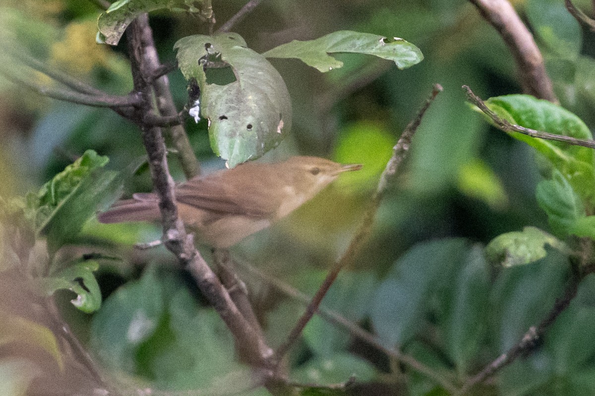 Zuhaixka-lezkaria - ML650682536