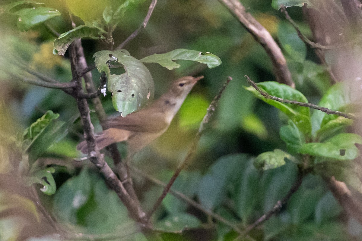 Zuhaixka-lezkaria - ML650682537