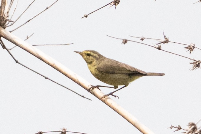 Tickell's Leaf Warbler - ML650682543