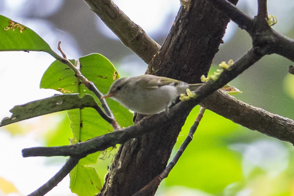 Western Crowned Warbler - ML650682547