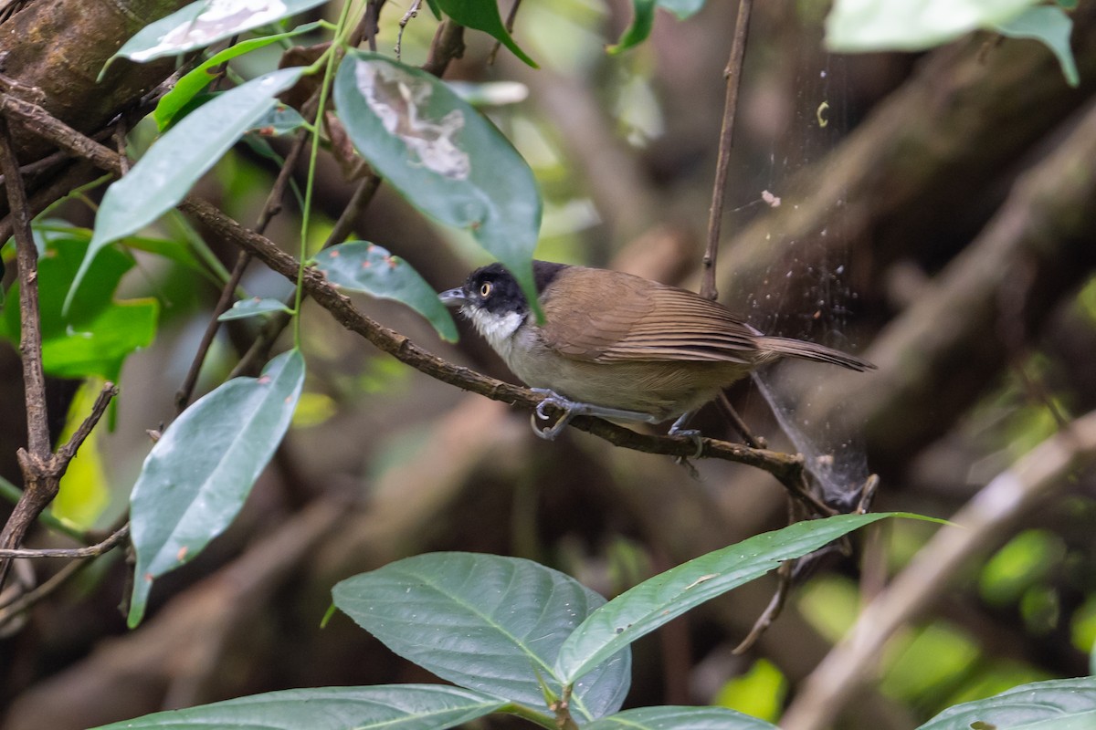 Dark-fronted Babbler - ML650682551