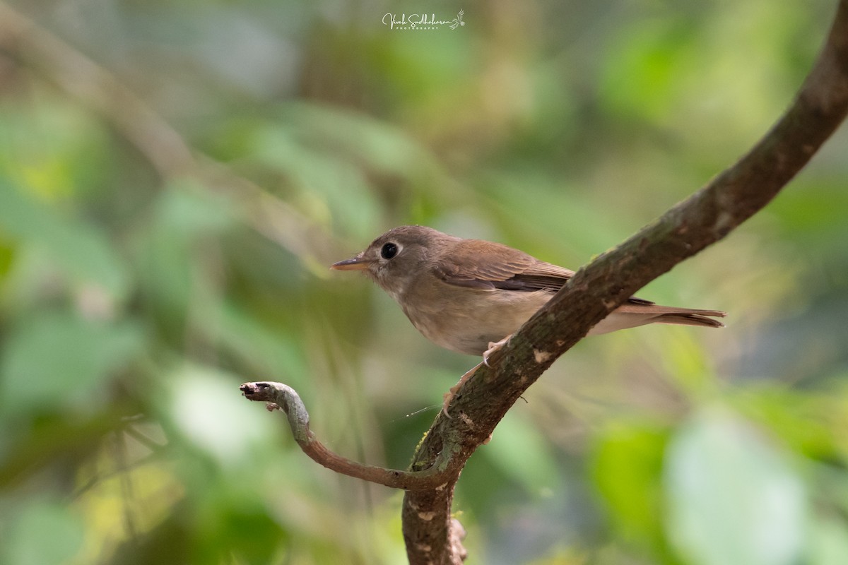 Brown-breasted Flycatcher - ML650682557