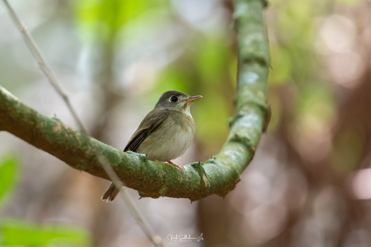 Brown-breasted Flycatcher - ML650682558