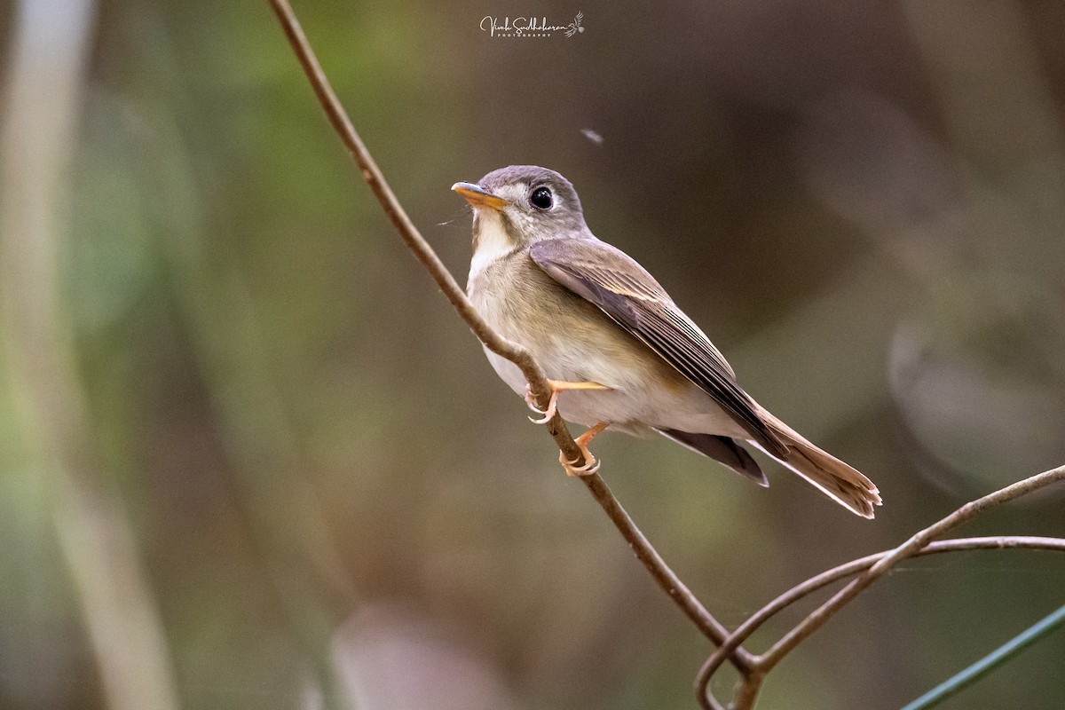 Brown-breasted Flycatcher - ML650682559