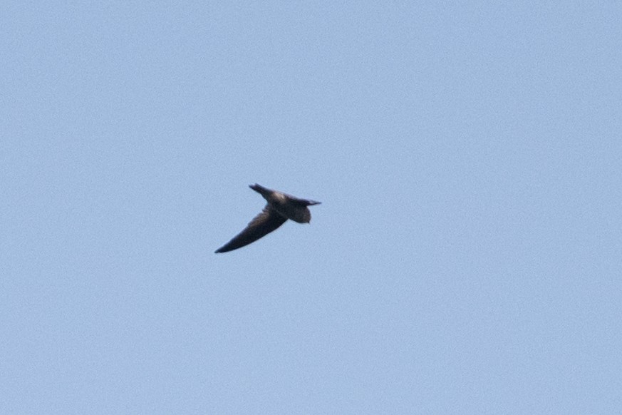 Indian Swiftlet - ML650682573