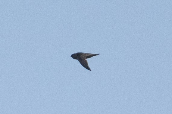 Indian Swiftlet - ML650682575