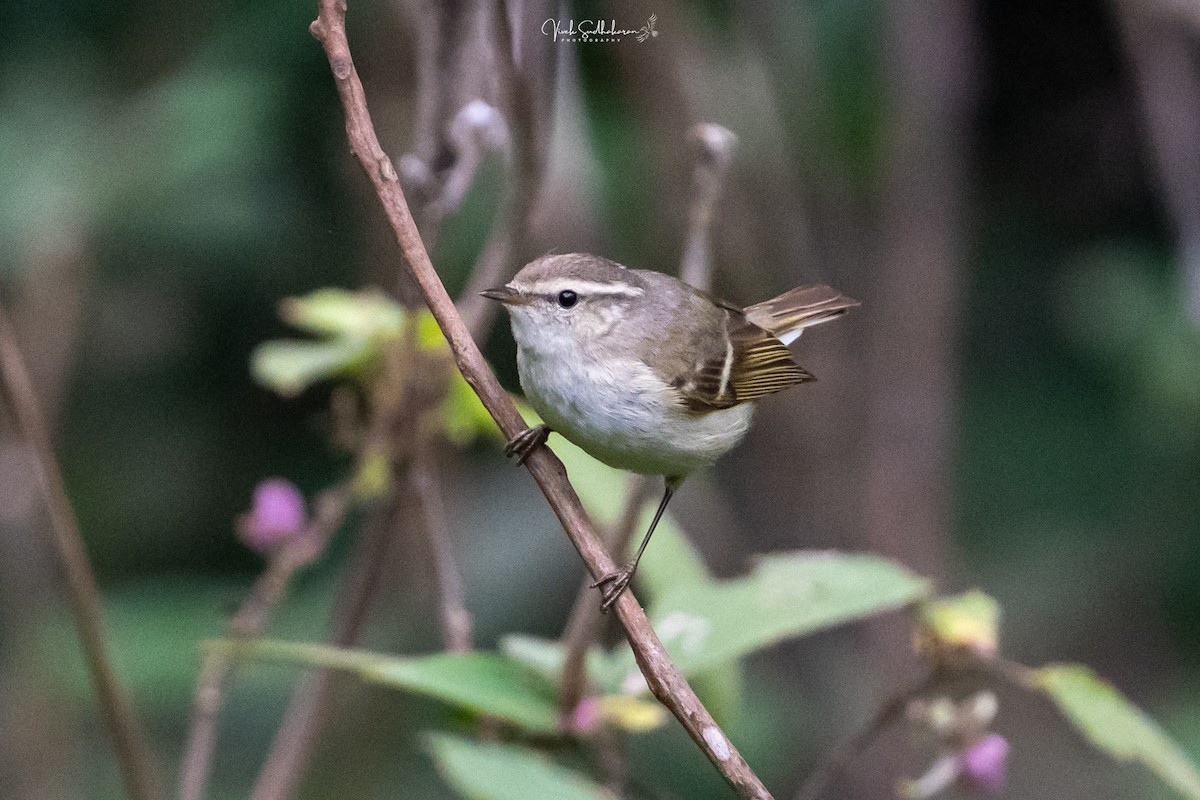 Hume txioa - ML650682583