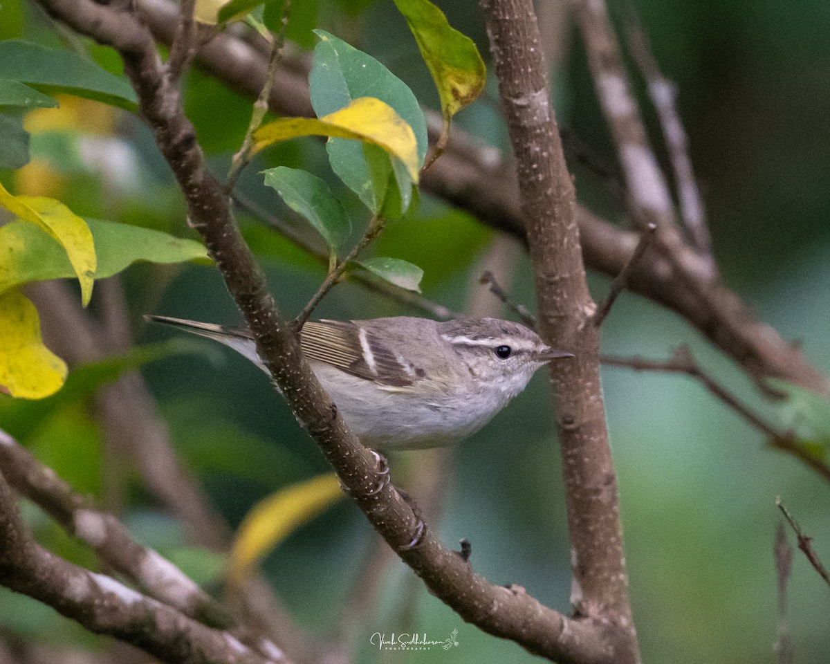 Hume txioa - ML650682584