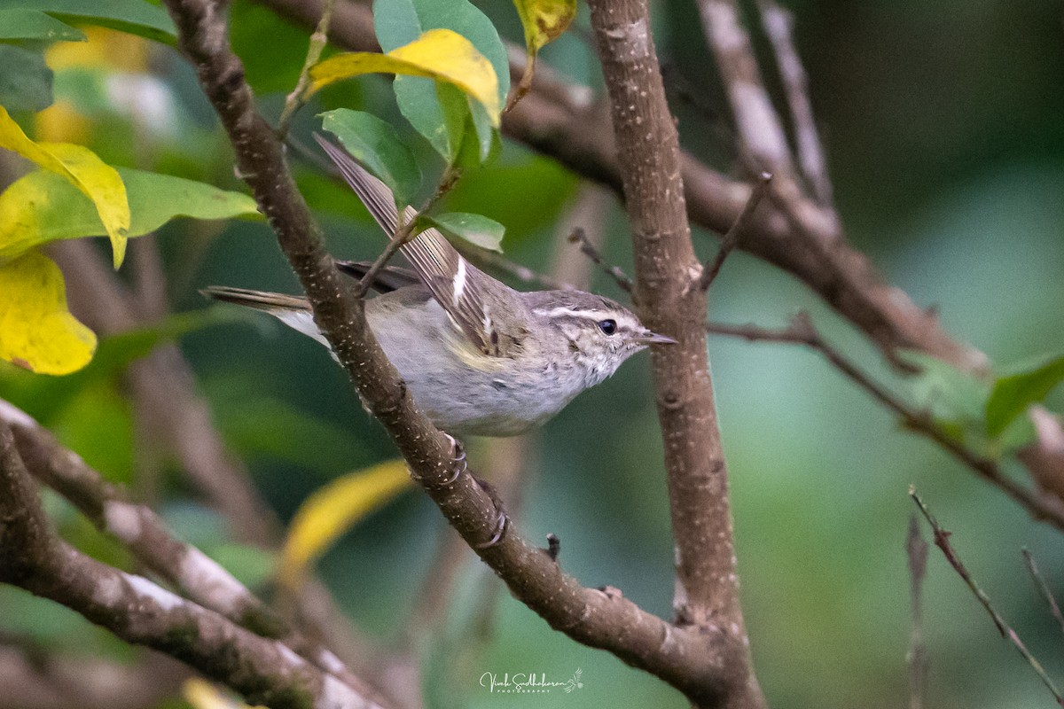 Hume txioa - ML650682585