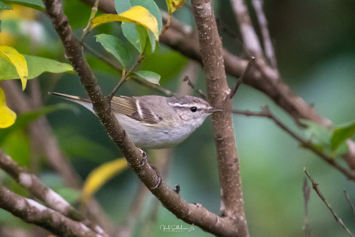 Hume txioa - ML650682586