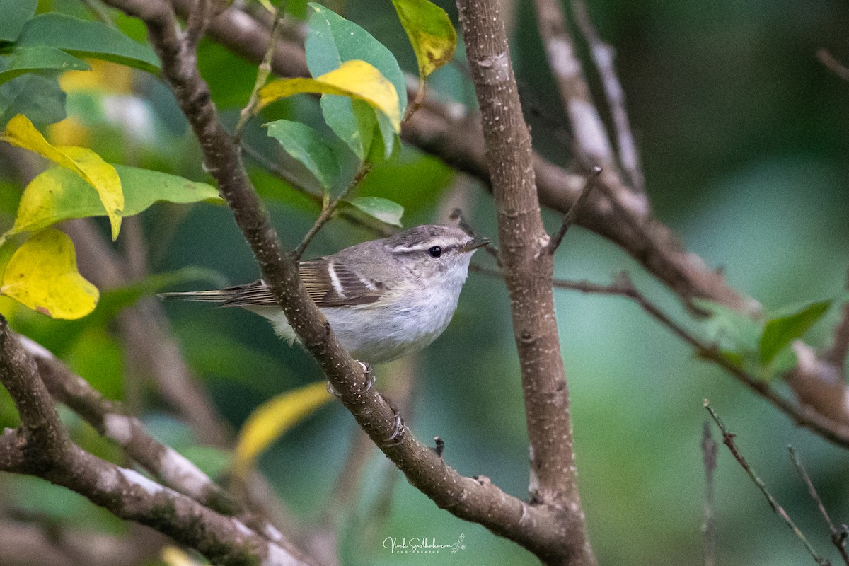 Hume txioa - ML650682587