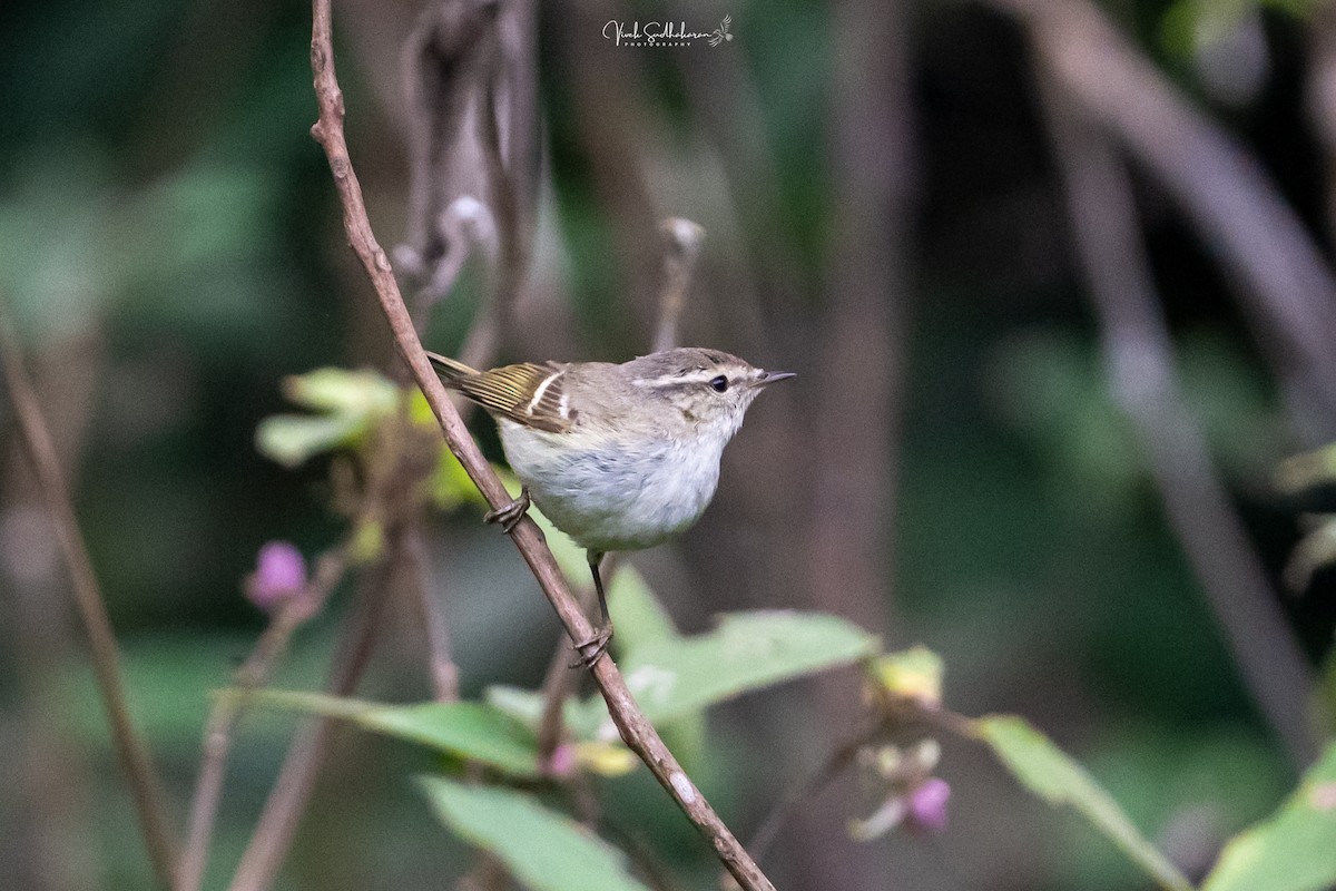 Hume txioa - ML650682588