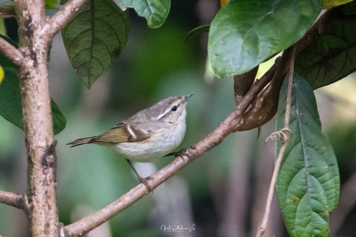 Hume txioa - ML650682589