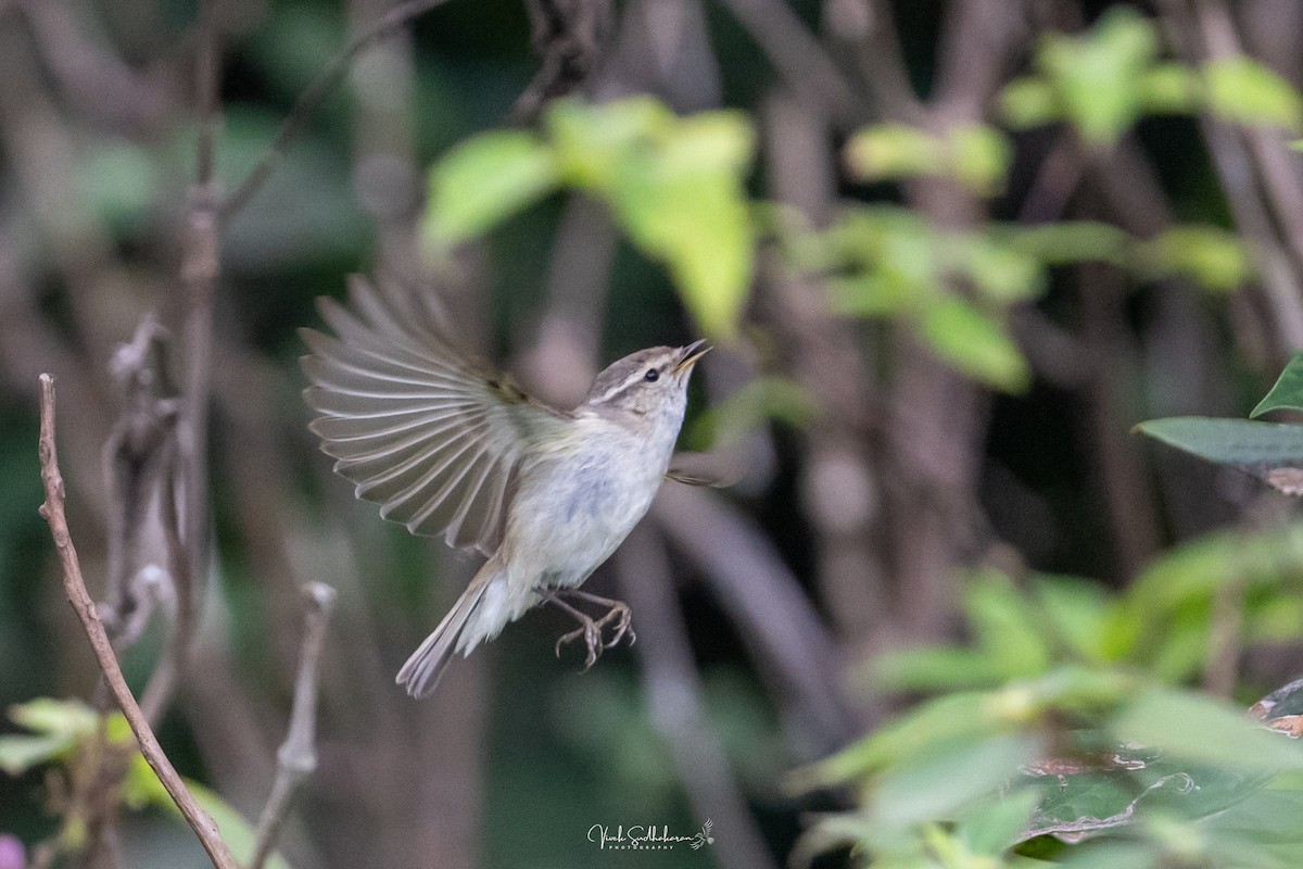 Hume txioa - ML650682591