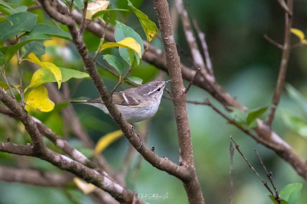 Hume txioa - ML650682592