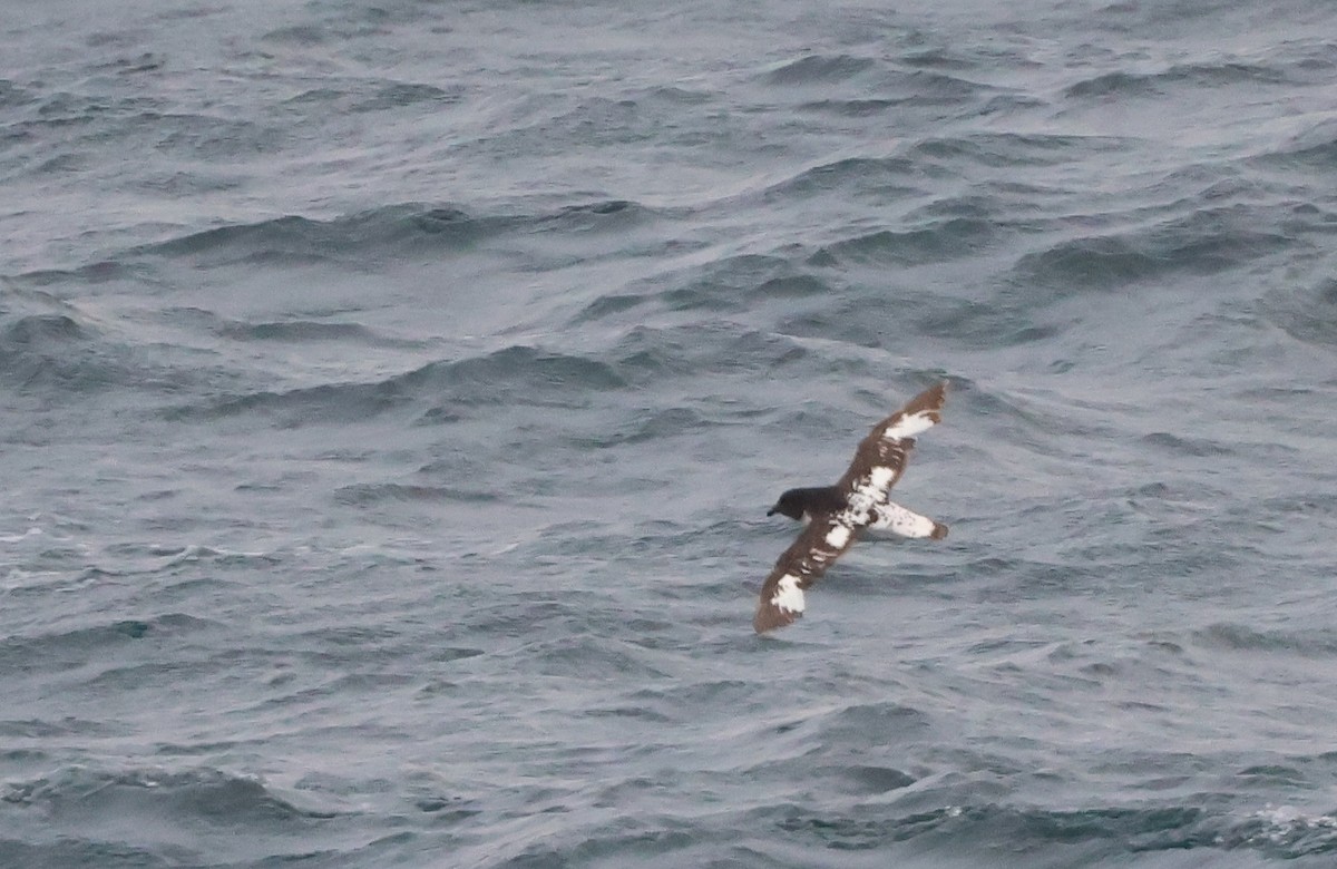 Pintado Petrel - ML650682706