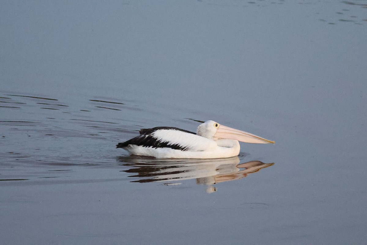 Australian Pelican - ML650682771