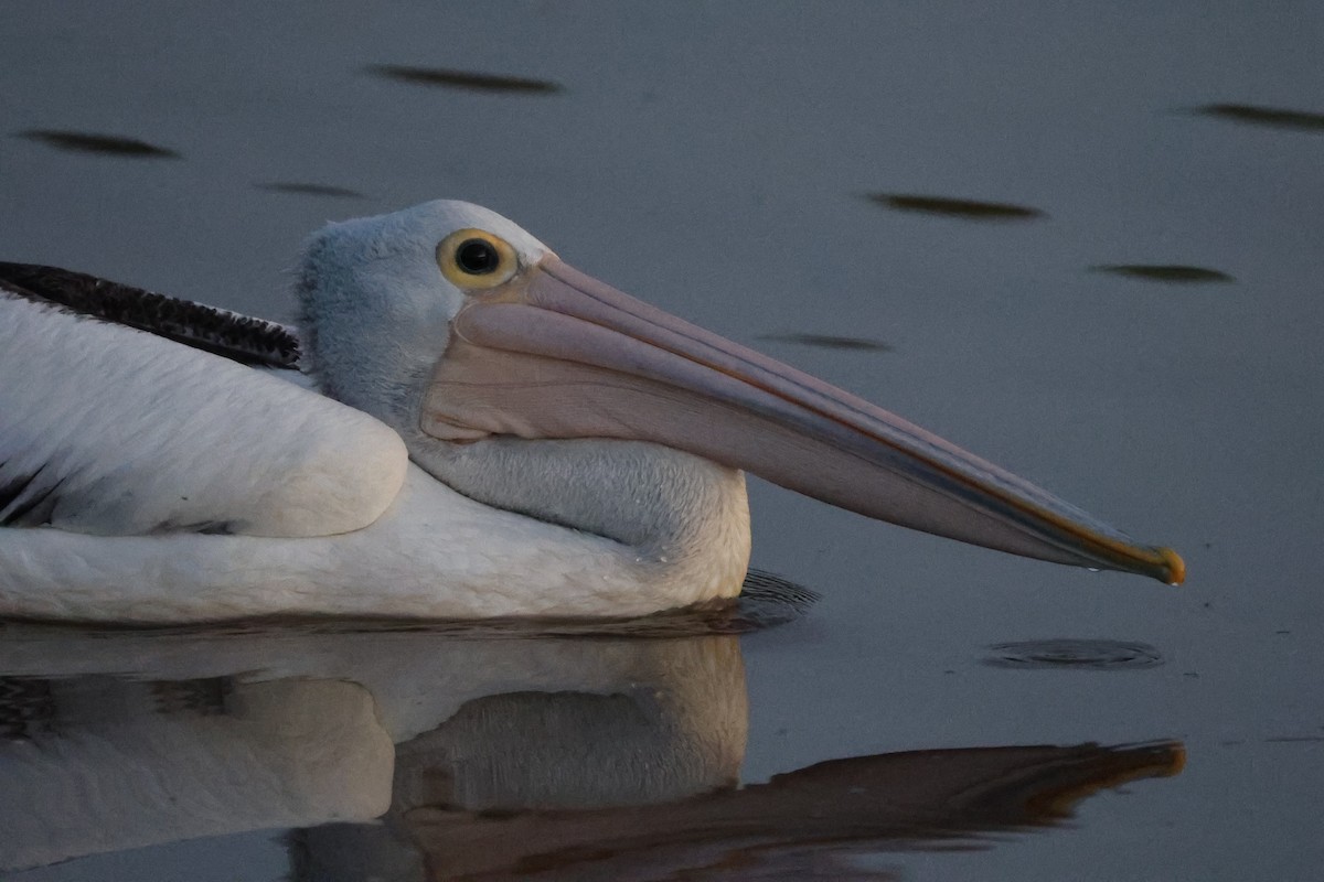 Australian Pelican - ML650682772