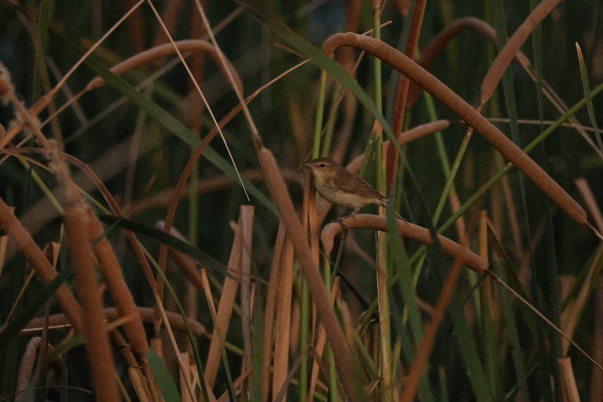 Australian Reed Warbler - ML650682775