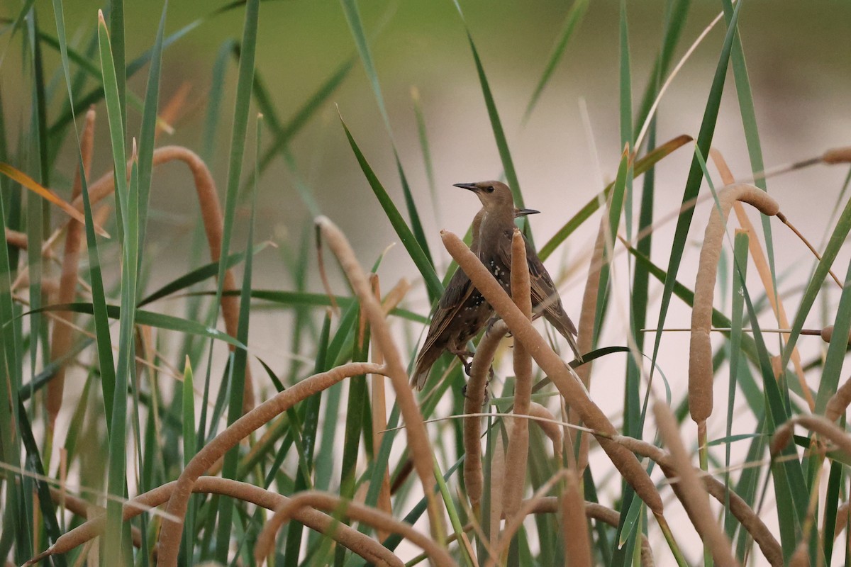 European Starling - ML650682776