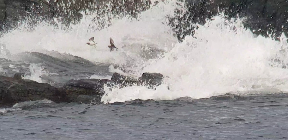 Rock Sandpiper - ML650682937