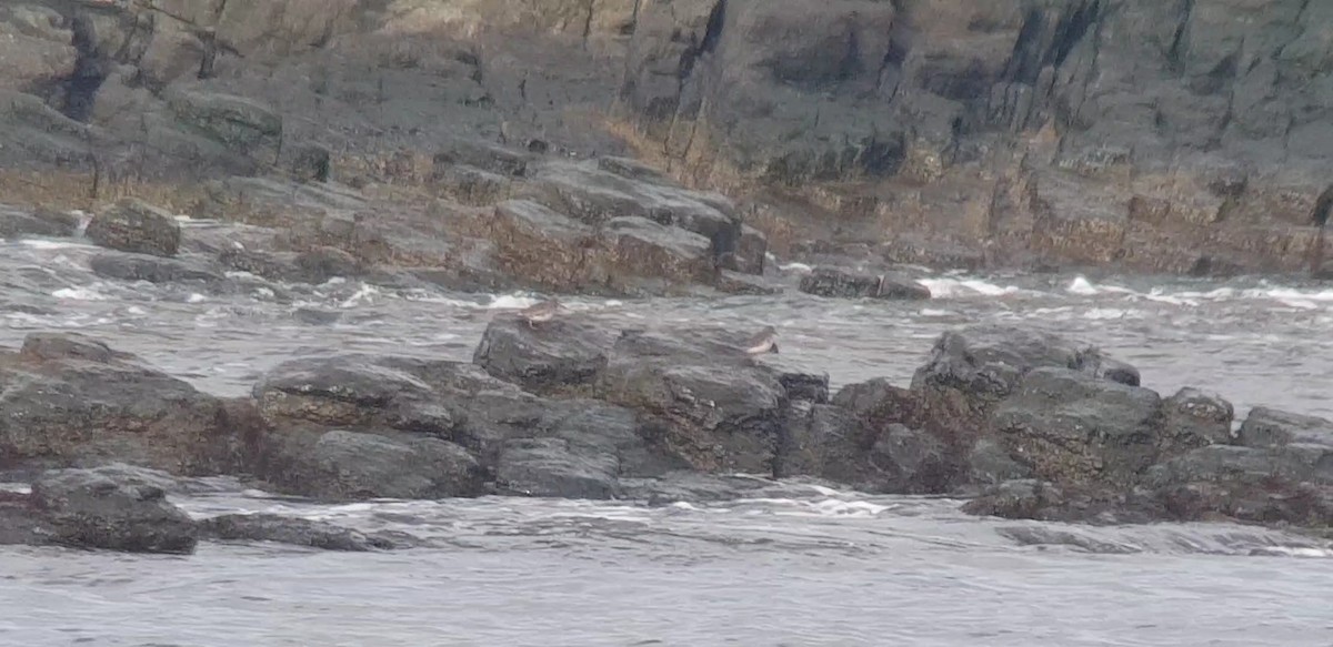 Rock Sandpiper - ML650682938